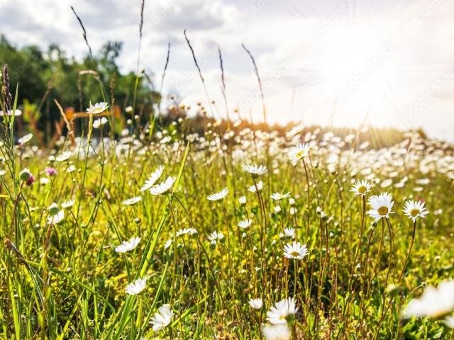 slapen in de natuur 