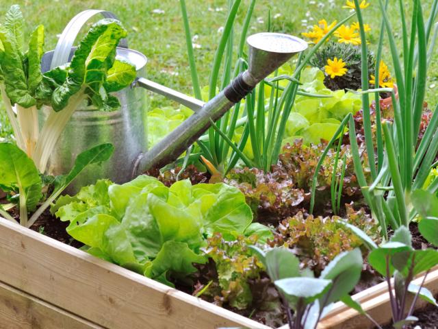 Moestuin BijdeHandjes